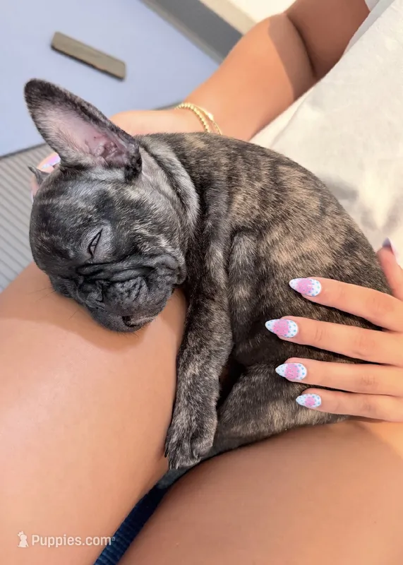 Saint – French Bulldog puppy for sale in Pittsburgh, PA