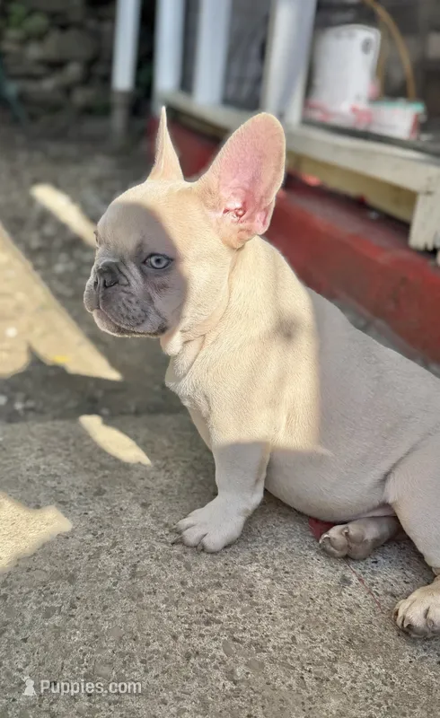 Manly – French Bulldog puppy for sale in Pittsburgh, PA