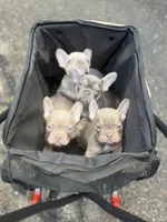 Gorgeous , a female French Bulldog for sale in Pittsburgh, PA – 5 of 5