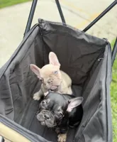 Manly, a male French Bulldog for sale in Pittsburgh, PA – 6 of 6