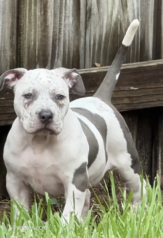 Annie Leonhart – American Bully puppy for sale in Riverview, FL
