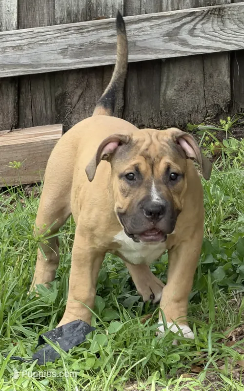 Hange Zoe – American Bully puppy for sale in Riverview, FL