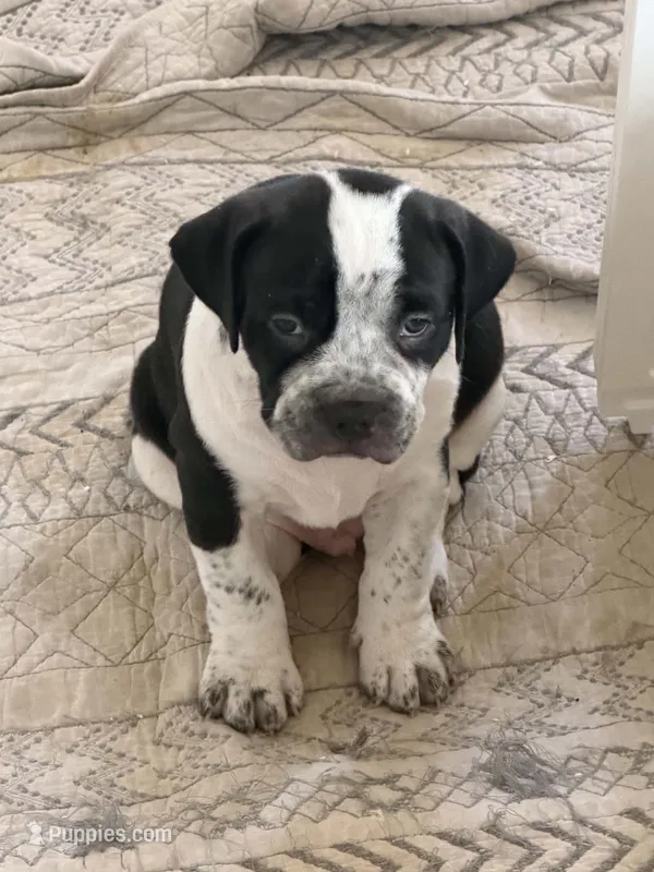 Eren Yeager – American Bully puppy for sale in Tampa, FL