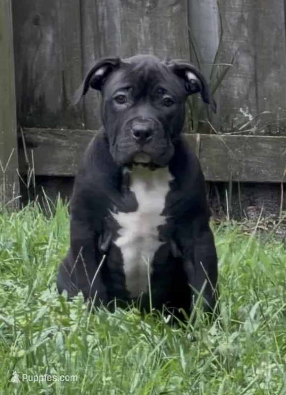 Sasha Brause – American Bully puppy for sale in Riverview, FL