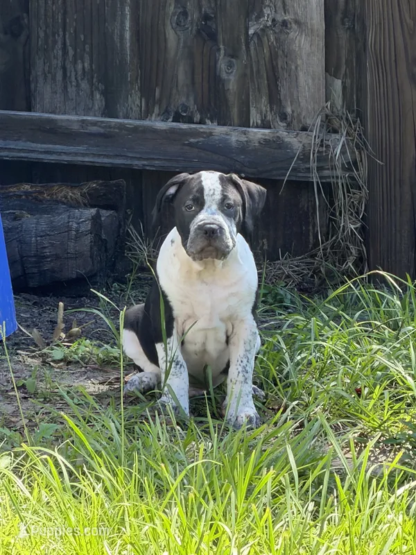 Eren Yeager – American Bully puppy for sale in Riverview, FL