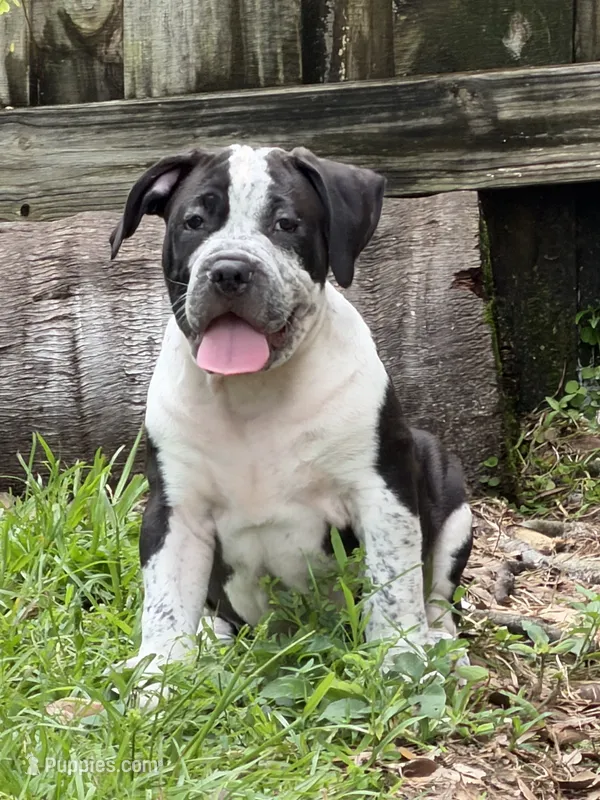Eren Yeager – American Bully puppy for sale in Riverview, FL