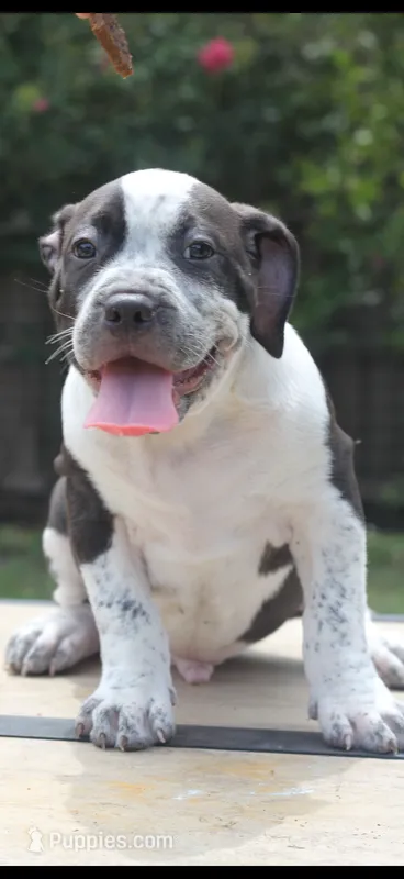 Eren Yeager – American Bully puppy for sale in Riverview, FL