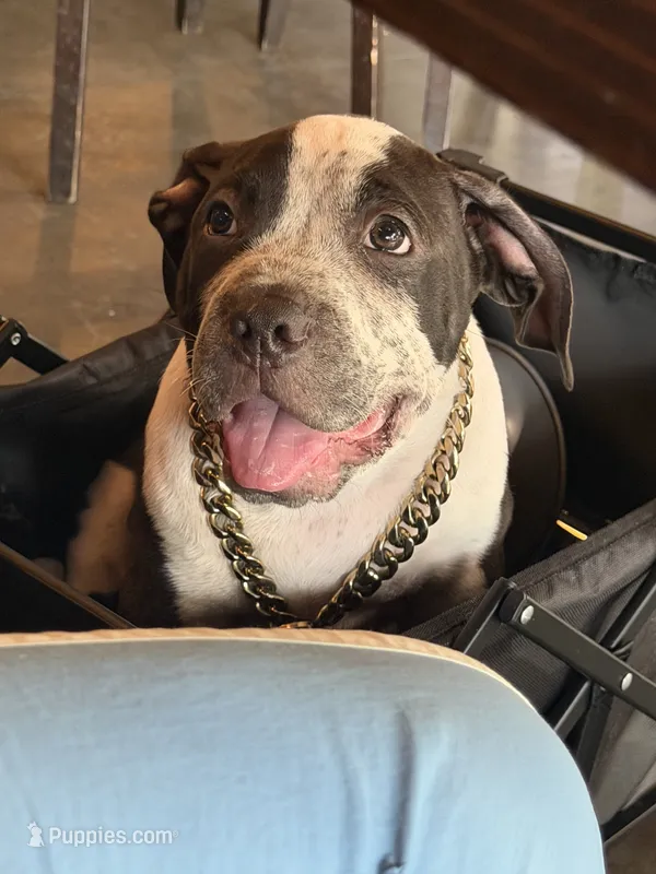 Eren Yeager – American Bully puppy for sale in Riverview, FL
