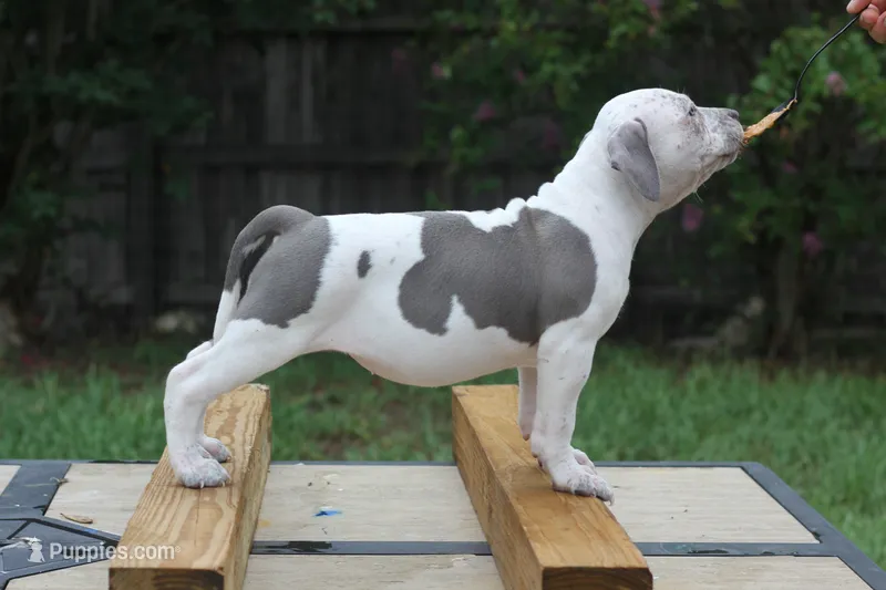 Annie Leonhart – American Bully puppy for sale in Riverview, FL