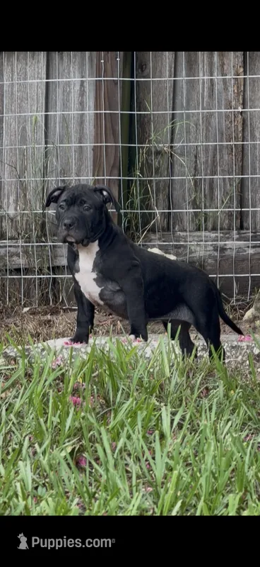 Sasha Brause – American Bully puppy for sale in Riverview, FL