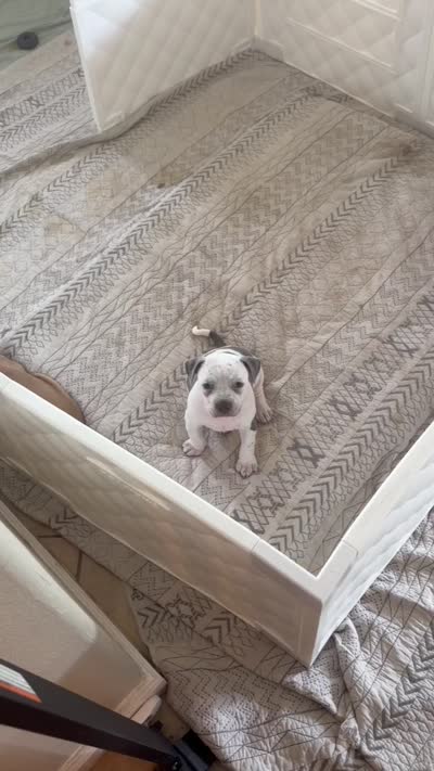 Annie Leonhart, a female American Bully for sale in Tampa, FL – 2 of 2