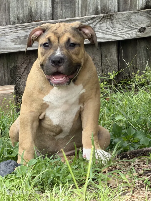 Hange Zoe – American Bully puppy for sale in Riverview, FL