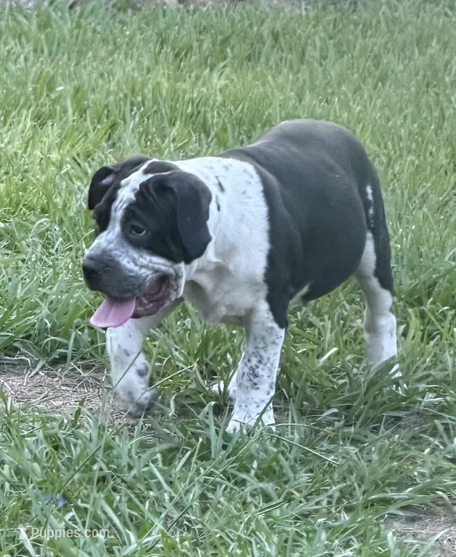 Eren Yeager – American Bully puppy for sale in Riverview, FL