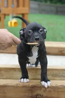 Sasha Brause, a female American Bully for sale in Riverview, FL – 4 of 5