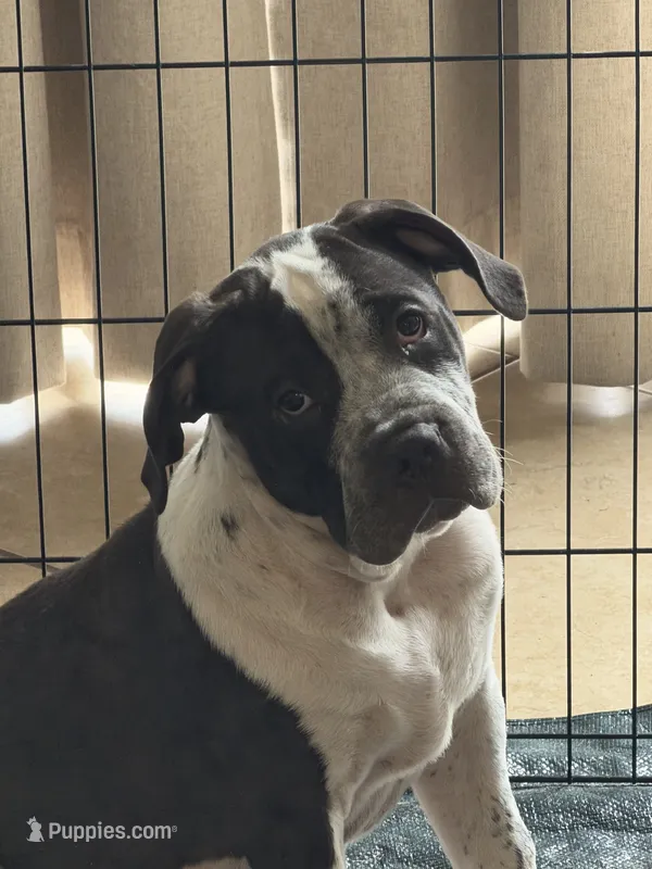 Eren Yeager – American Bully puppy for sale in Riverview, FL