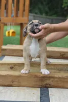 Hange Zoe, a female American Bully for sale in Riverview, FL – 2 of 6