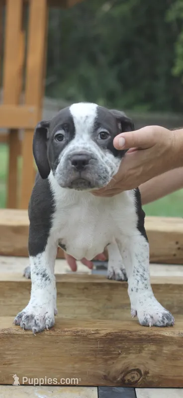 Eren Yeager – American Bully puppy for sale in Riverview, FL