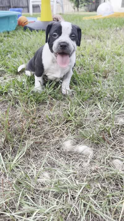 Eren Yeager, a male American Bully for sale in Tampa, FL – 3 of 3