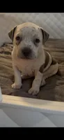 Annie Leonhart, a female American Bully for sale in Riverview, FL – 5 of 7
