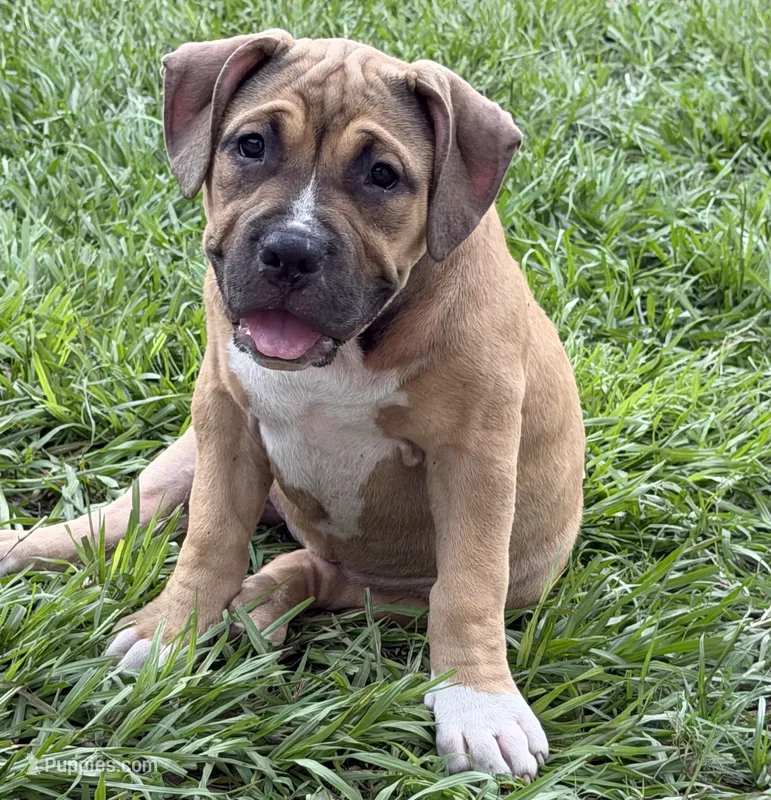 Hange Zoe – American Bully puppy for sale in Riverview, FL