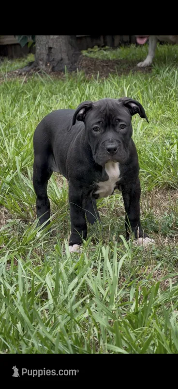 Sasha Brause – American Bully puppy for sale in Riverview, FL