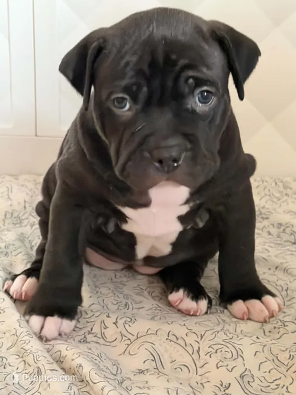 Sasha Brause – American Bully puppy for sale in Tampa, FL