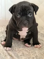 Sasha Brause, a female American Bully for sale in Tampa, FL – 1 of 2
