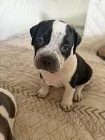 Eren Yeager, a male American Bully for sale in Tampa, FL – 2 of 3