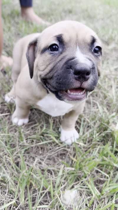 Hange Zoe, a female American Bully for sale in Tampa, FL – 2 of 2