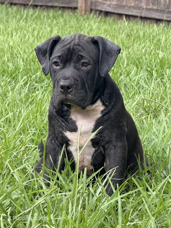 Sasha Brause – American Bully puppy for sale in Riverview, FL