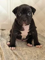 Sasha Brause, a female American Bully for sale in Tampa, FL – 2 of 2