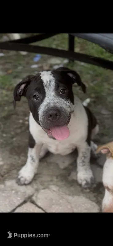 Eren Yeager – American Bully puppy for sale in Riverview, FL