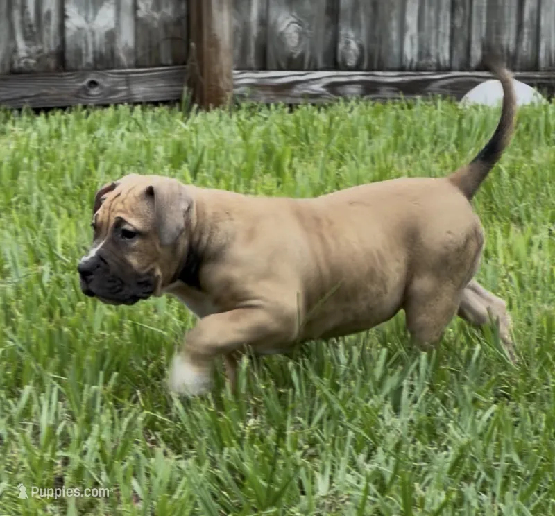 Hange Zoe – American Bully puppy for sale in Riverview, FL