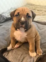 Hange Zoe, a female American Bully for sale in Tampa, FL – 1 of 2