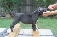 Sasha Brause, a female American Bully for sale in Riverview, FL – 1 of 5