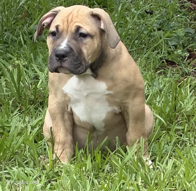 Hange Zoe – American Bully puppy for sale in Riverview, FL