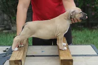 Hange Zoe, a female American Bully for sale in Riverview, FL – 3 of 6