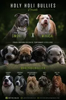 Sasha Brause, a female American Bully for sale in Riverview, FL – 5 of 5