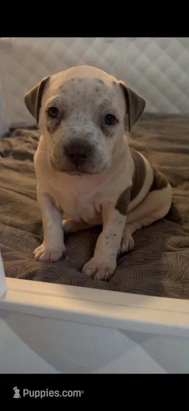 Annie Leonhart – American Bully puppy for sale in Tampa, FL