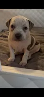 Annie Leonhart, a female American Bully for sale in Tampa, FL – 1 of 2
