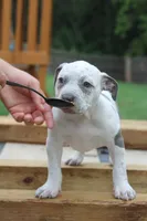 Annie Leonhart, a female American Bully for sale in Riverview, FL – 6 of 7
