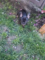 French Bulldog , a male French Bulldog for sale in Mandan, ND – 3 of 5