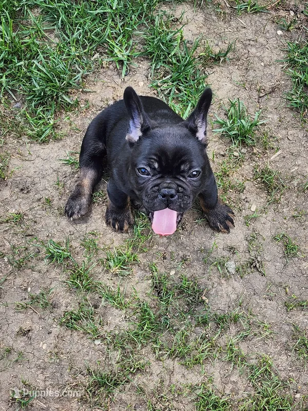 French Bulldog  – French Bulldog puppy for sale in Mandan, ND