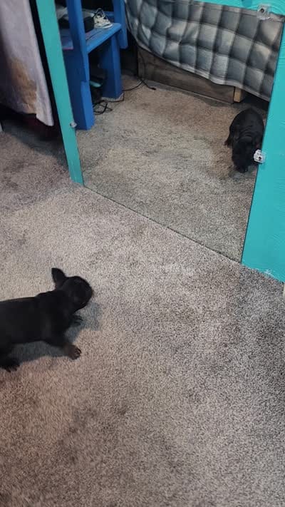 French Bulldog , a male French Bulldog for sale in Mandan, ND – 5 of 5