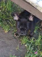 French Bulldog , a male French Bulldog for sale in Mandan, ND – 2 of 5
