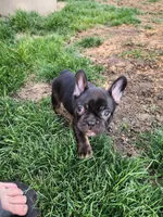 French Bulldog , a male French Bulldog for sale in Mandan, ND – 4 of 5