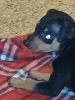 AKC Male blk n tan, Zero, a male Miniature Pinscher for sale in Interlachen, FL – Photo 5 of 9