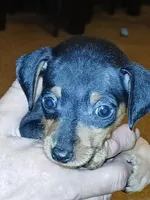 AKC Male blk n tan, Zero, a male Miniature Pinscher for sale in Interlachen, FL – Photo 3 of 9