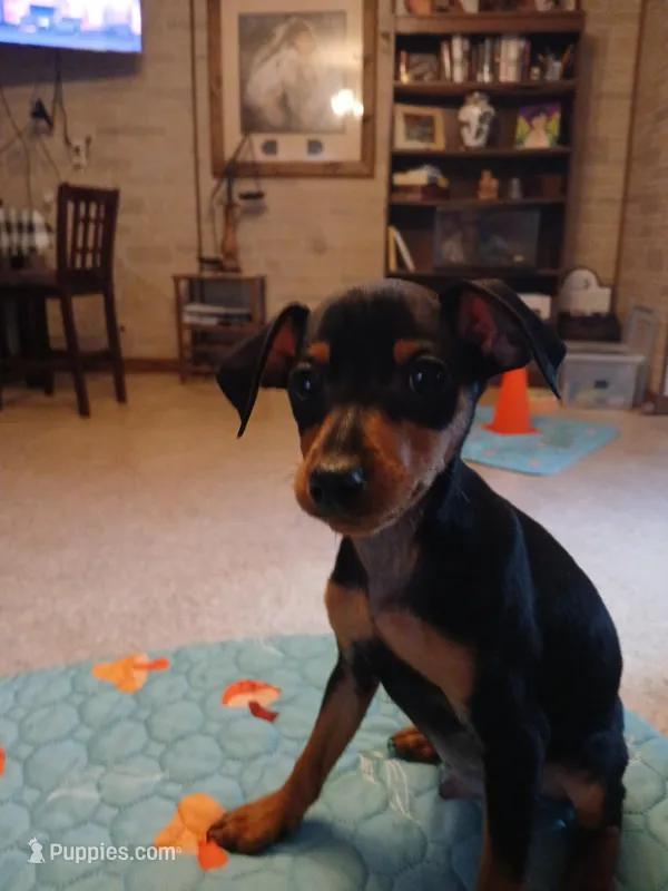 AKC Male blk n tan, Zero