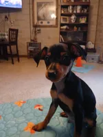 AKC Male blk n tan, Zero, a male Miniature Pinscher for sale in Interlachen, FL – Photo 1 of 9